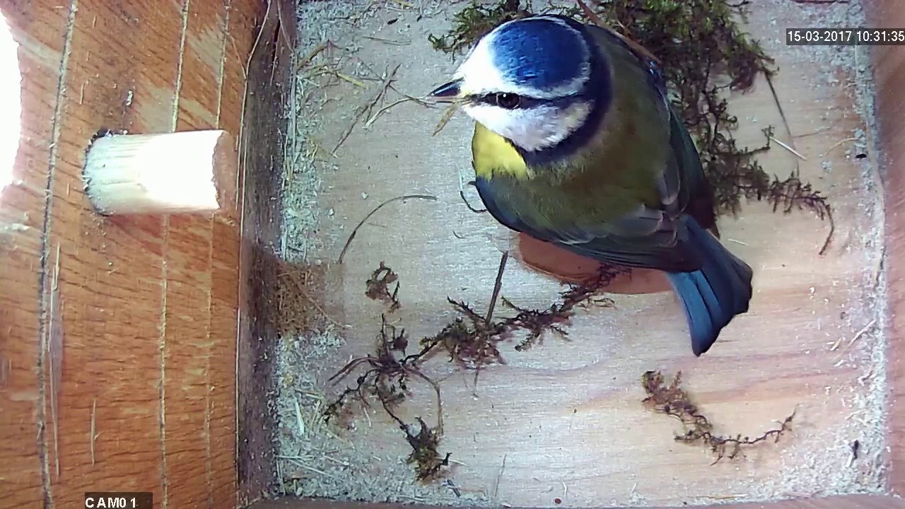 Read more about the article Nestbox1 Highlights  15.03.17