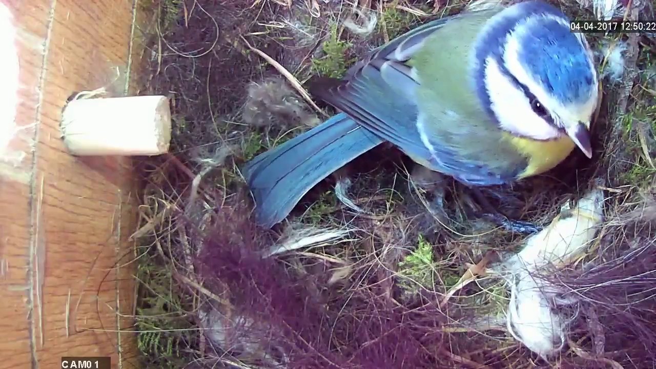 Read more about the article Nestbox1 Highlights 04.04.17
