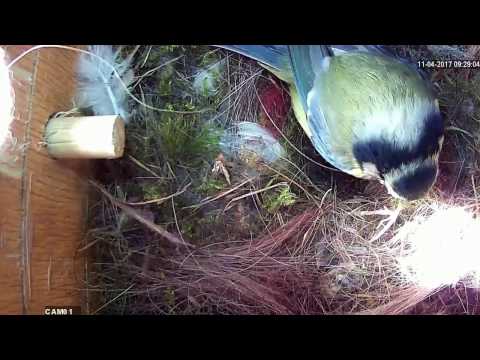 Read more about the article Nestbox1 Highlights 11.04.17