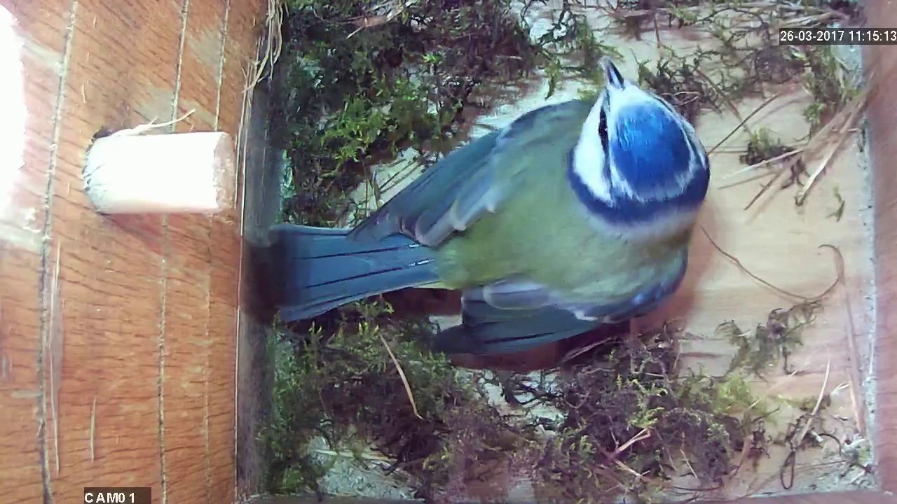 Read more about the article Nestbox1 Highlights  26.03.17