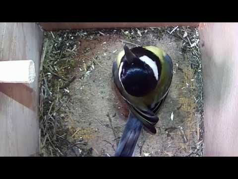 Read more about the article 23/03/18 Nestbox 2  great tit visit.