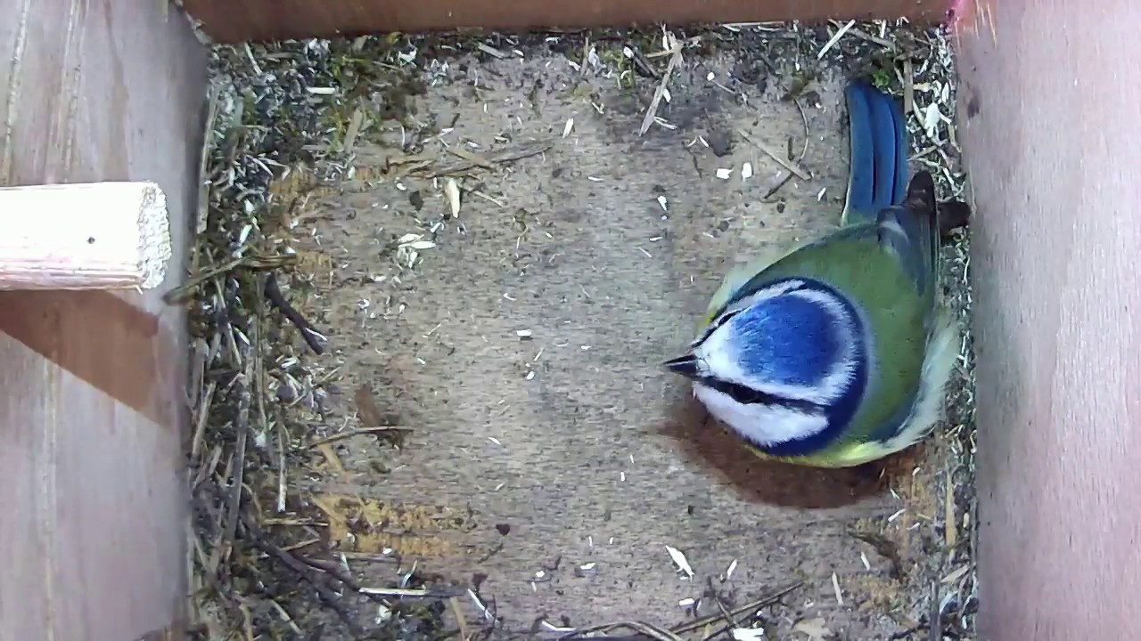Read more about the article 24/03/18 Nestbox 2 blue tit visit