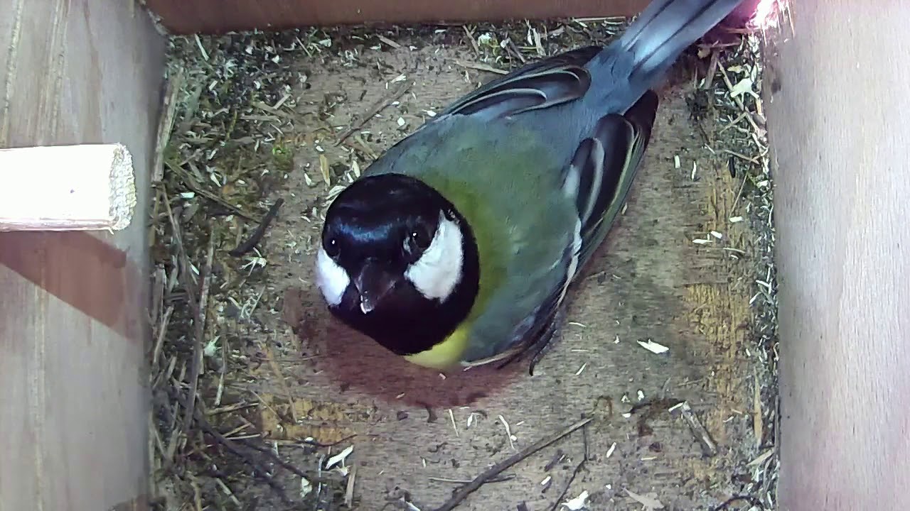 Read more about the article 24/03/28 Nestbox 2 great tit visit
