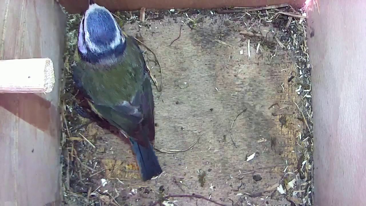 Read more about the article 25/03/18 Nestbox 2 blue tit visit
