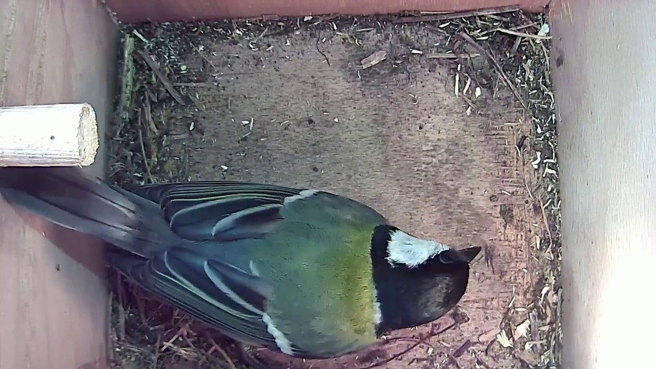 Read more about the article 26/03/18 Nestbox 2 great tit visit