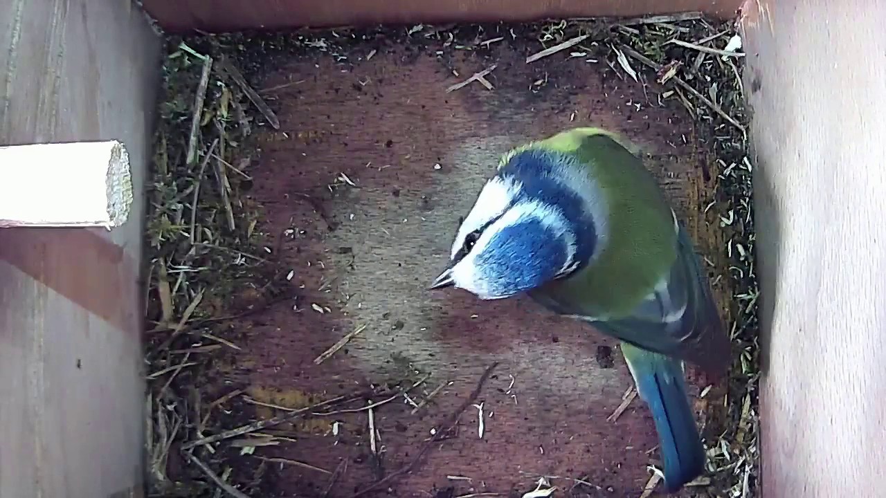 Read more about the article 28/03/18 Nestbox 2 blue tit visit