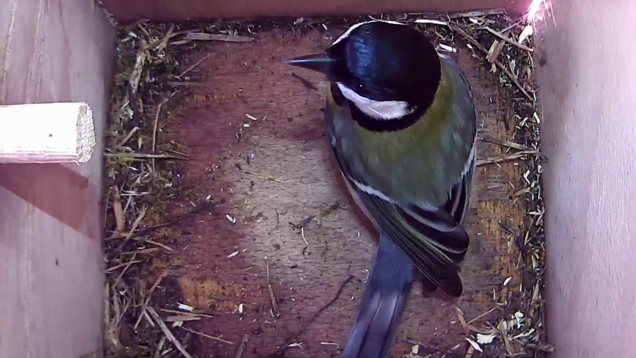 Read more about the article 28/03/18 Nestbox 2 great tit visit