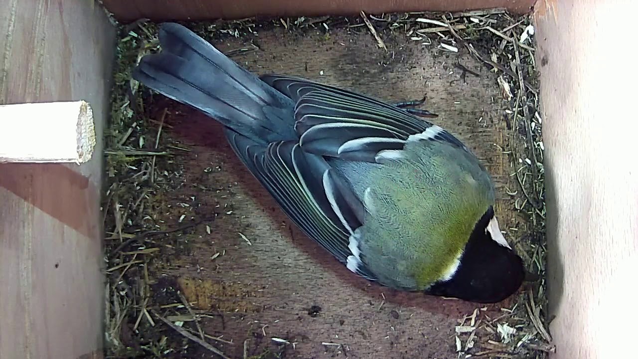 Read more about the article 29/03/18 Nestbox 2 great tit visit