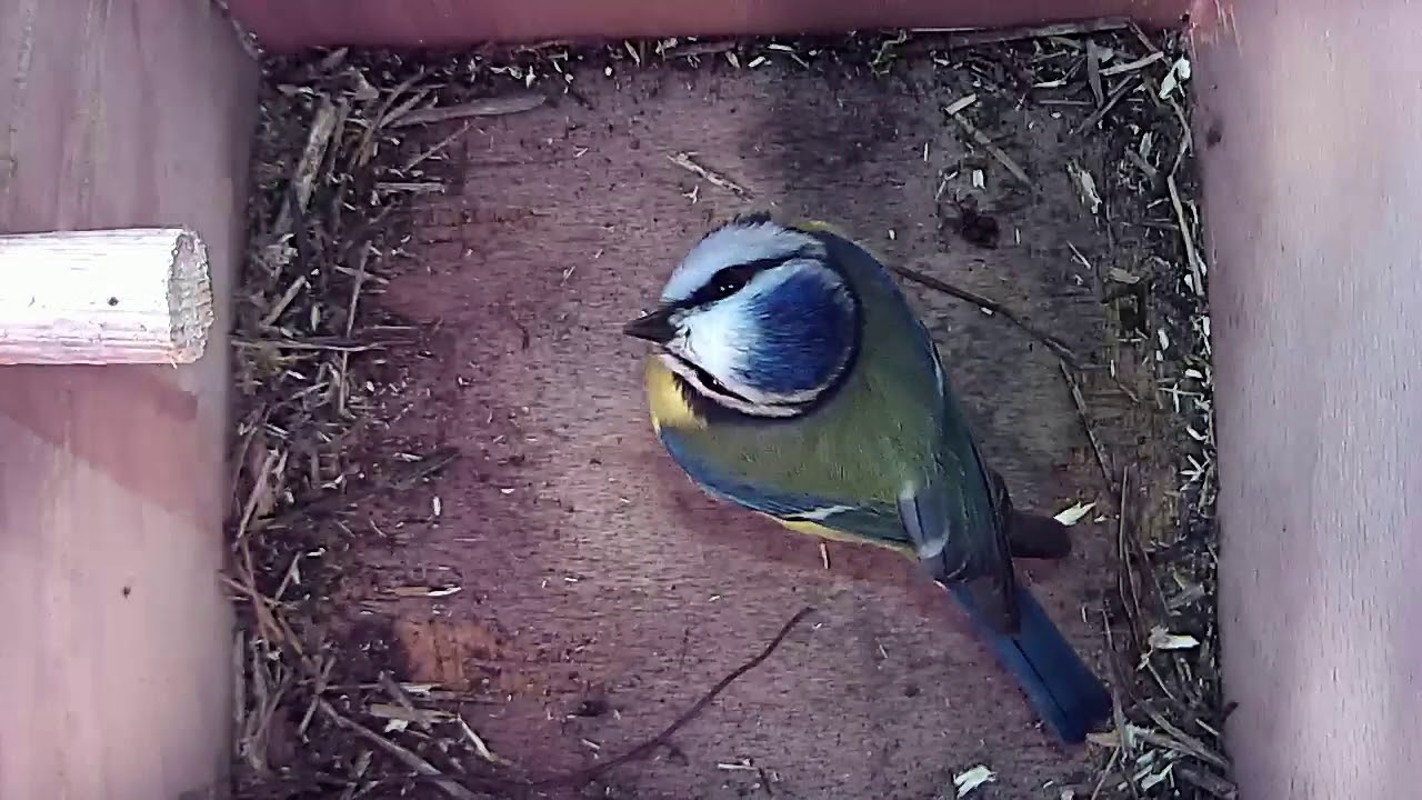 Read more about the article 29/03/18 Nestbox 2 blue tit visit