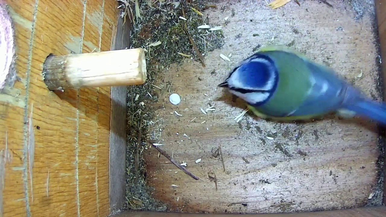 Read more about the article First Visit for 2018 to Nestbox 1