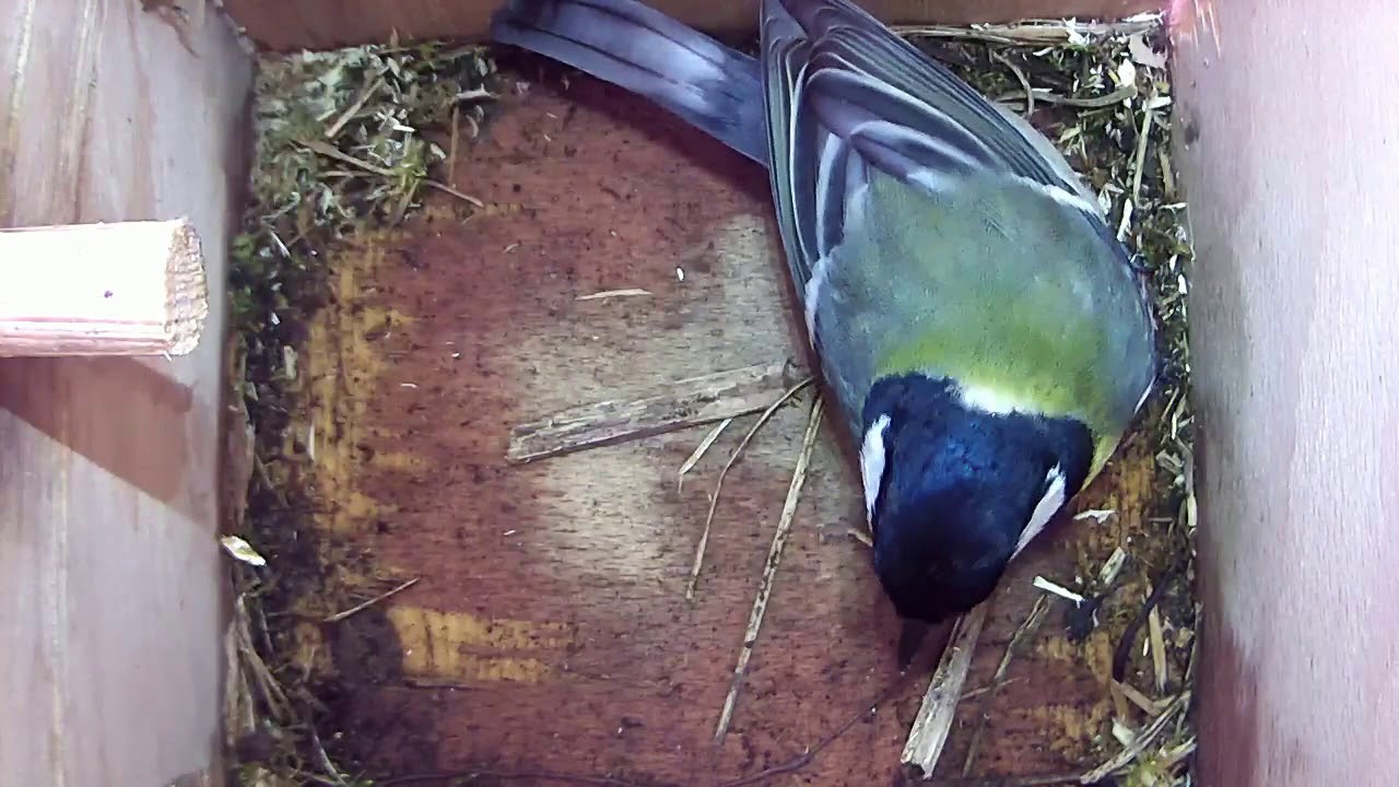 Read more about the article First Visit of the Season to Nestbox 2