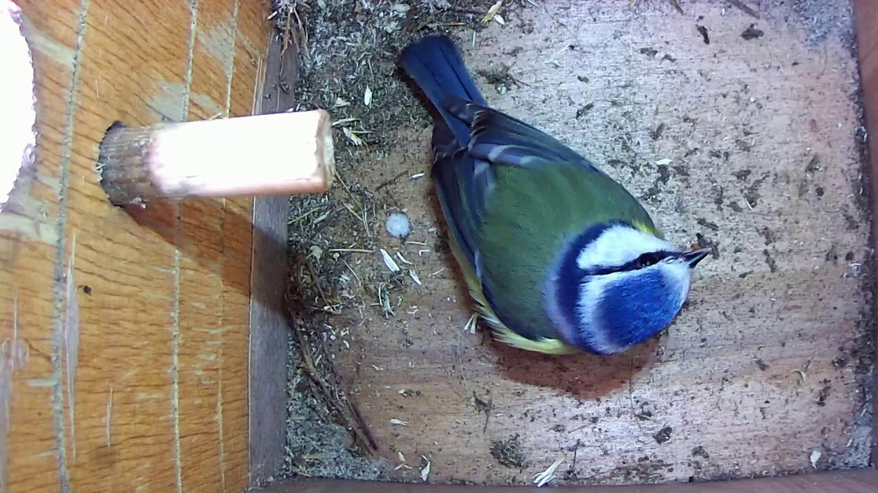 Read more about the article Nestbox 1 18/03/18 blue tit visits