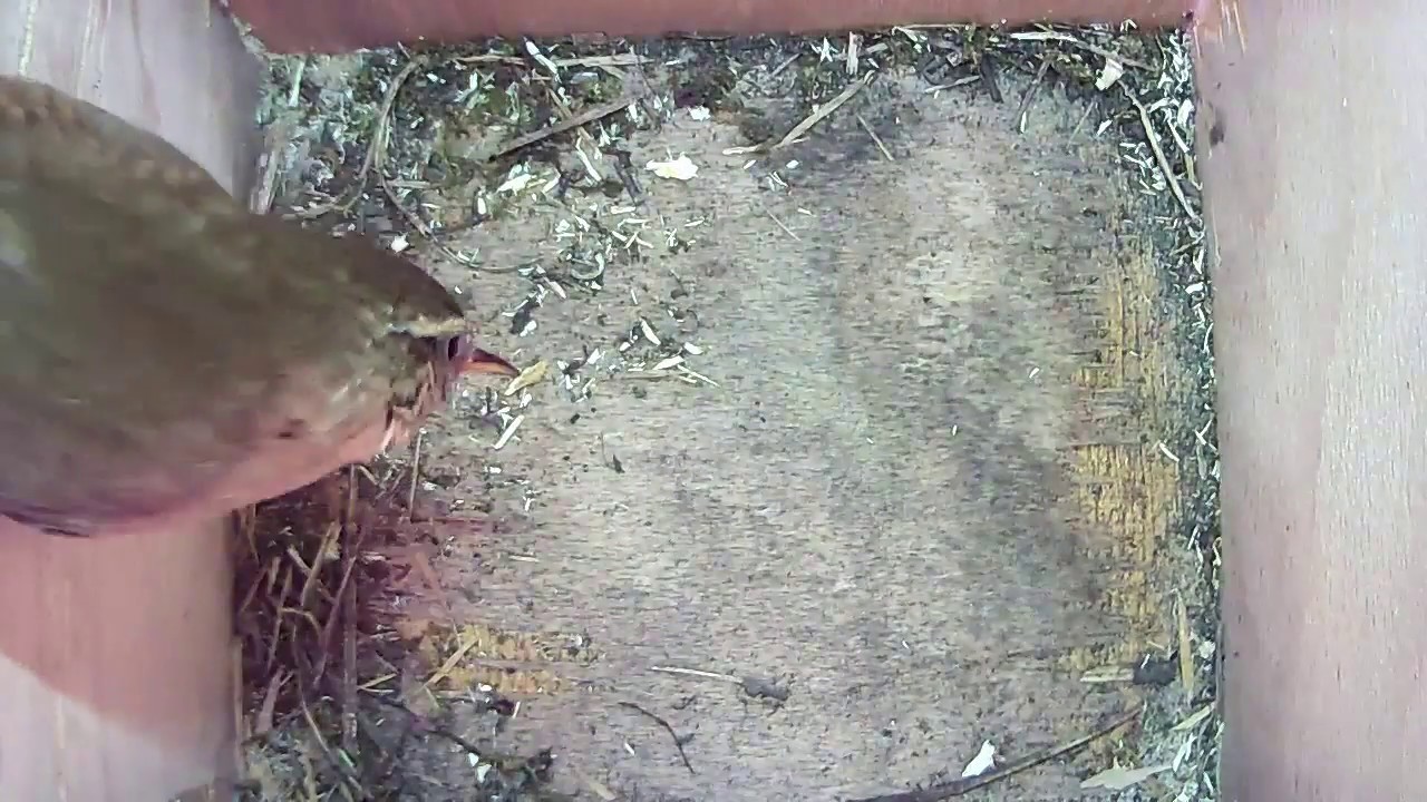 Read more about the article Nestbox 2  20/03/18 wren visit