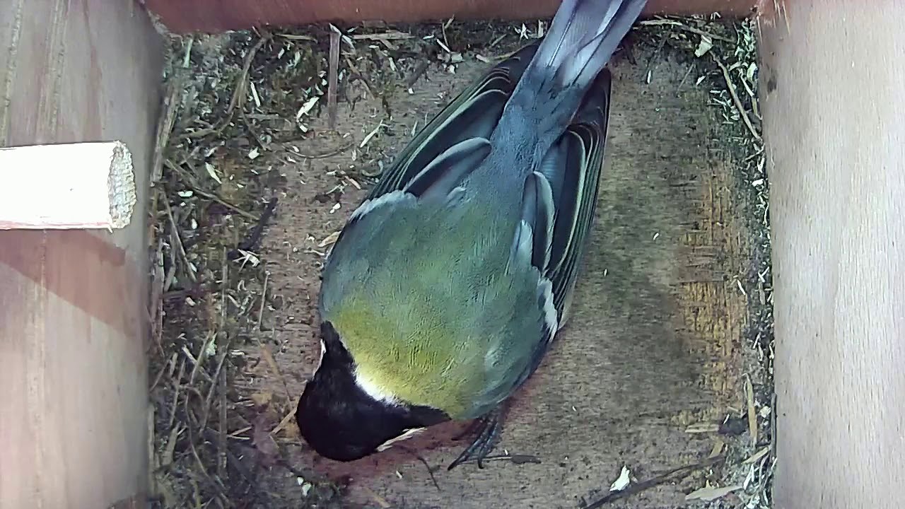 Read more about the article Nestbox 2  21/03/18 great tit visit