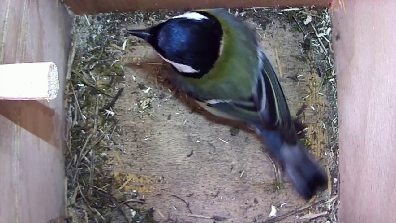 Read more about the article Nestbox 2  22/03/18 great tit visit