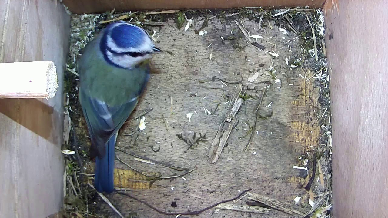 Read more about the article Nestbox 2 Highlights 16/03/18