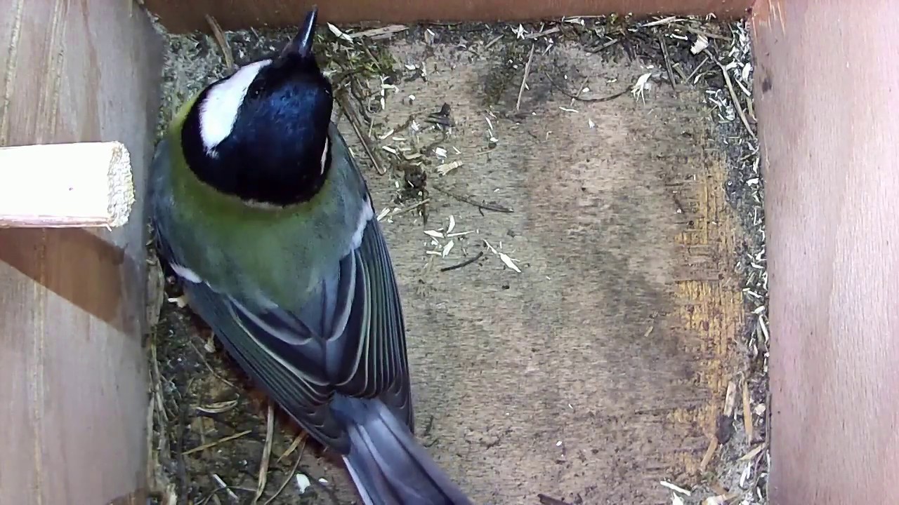 Read more about the article Nestbox 2 great tit visit