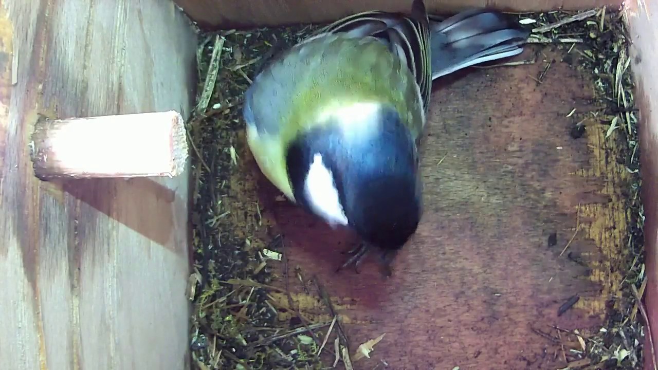 Read more about the article 03/04/18 Nestbox 2 great tit visit