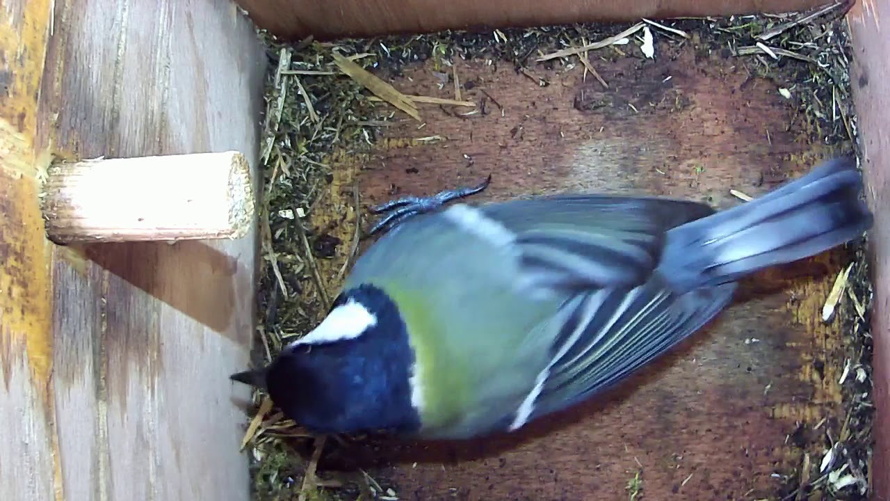 Read more about the article 08/04/18 Nestbox 2 great tit visit
