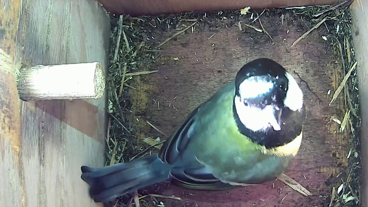 Read more about the article 09/04/18 Nestbox 2 great tit visit