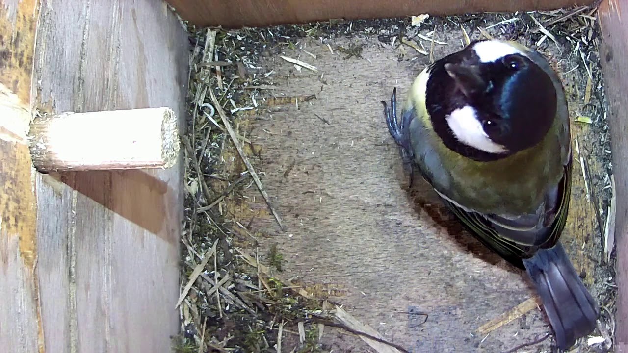 Read more about the article 12/04/18 Nestbox 2 great tit visit