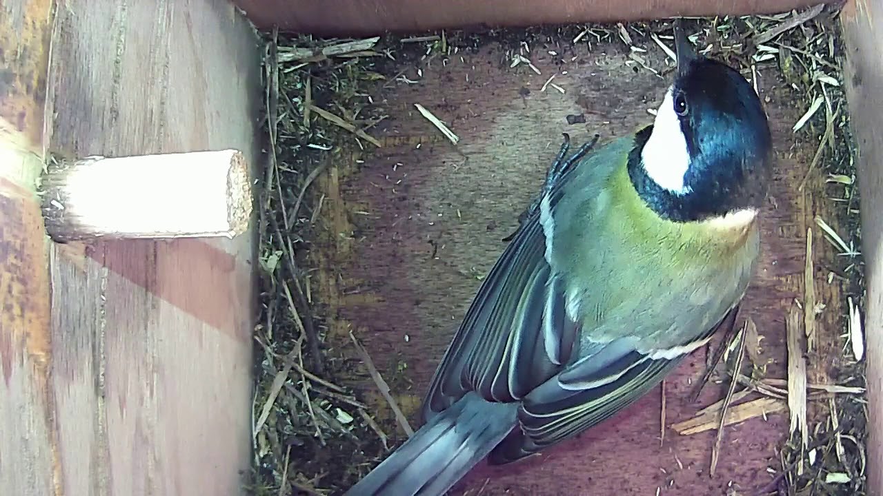 Read more about the article 14/04/18 Nestbox 2 great tit visit