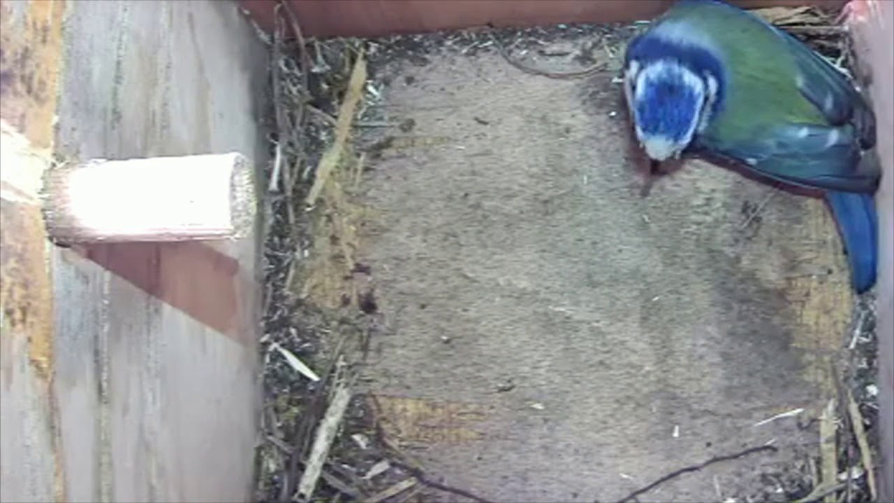 Read more about the article 18/04/18 Nestbox 2 blue tit visit