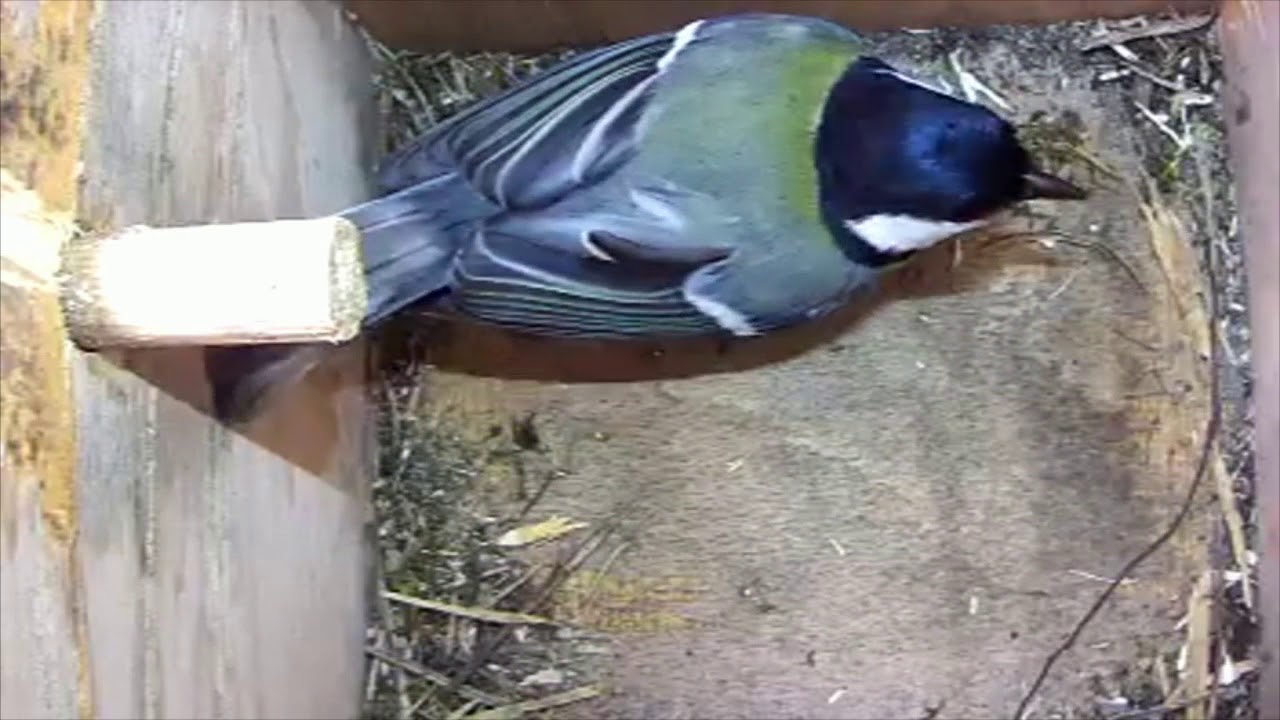 Read more about the article 18/04/2018 Nestbox 2 great tit visit
