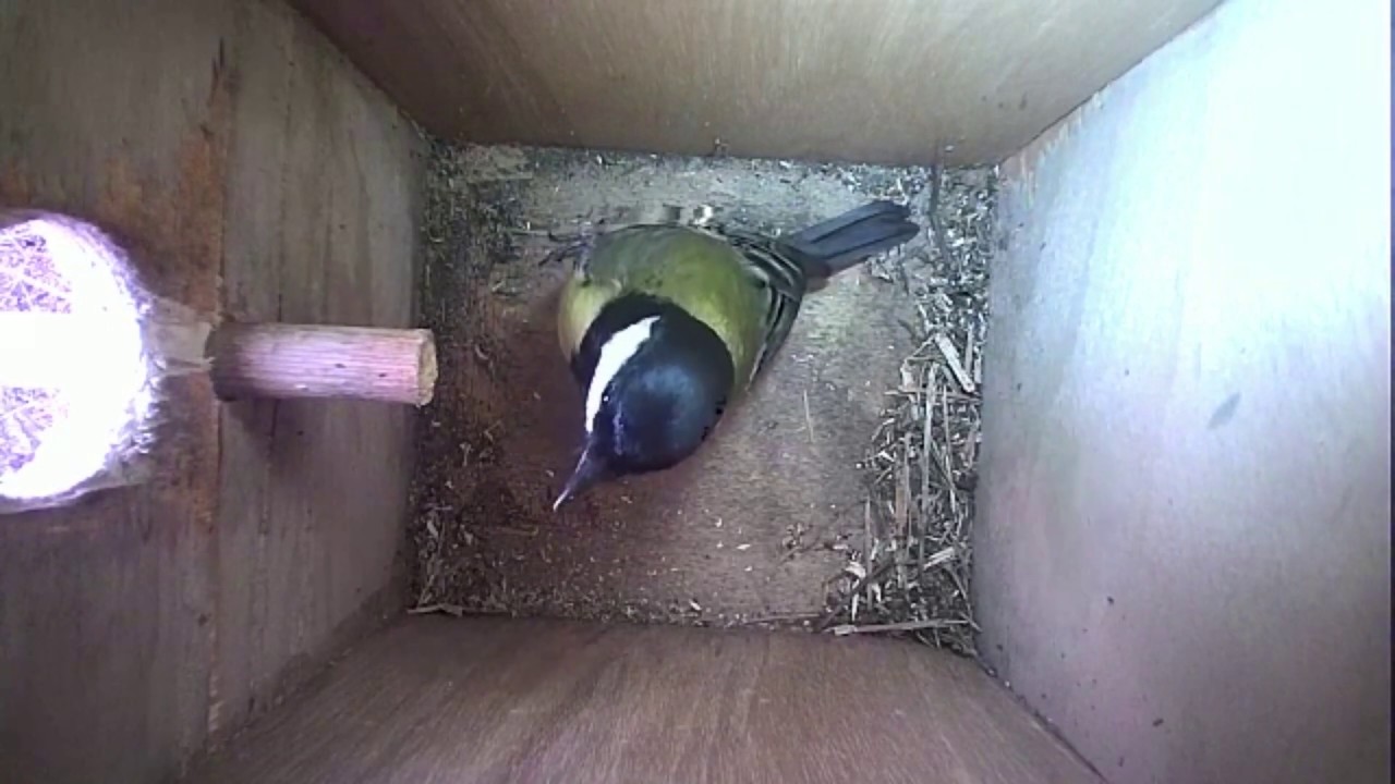 Read more about the article Nestbox-2 19.02.19 Highlights