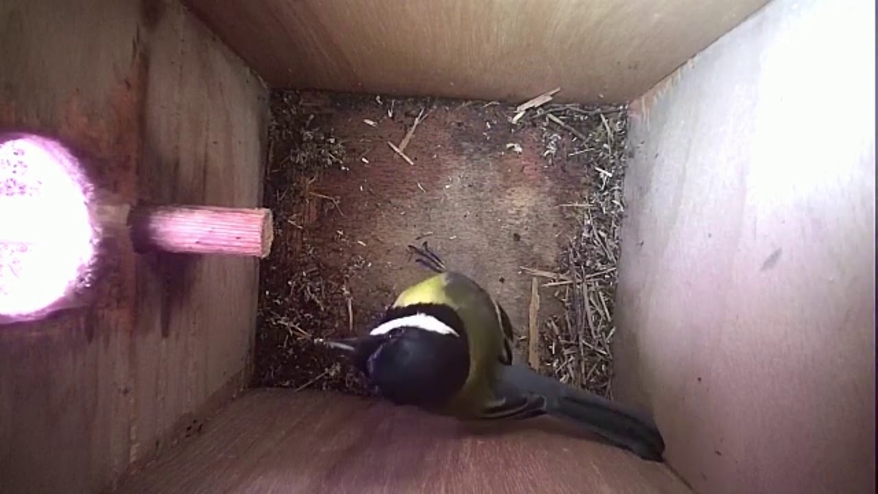 Read more about the article Nestbox-2 21-02-19 Highlights