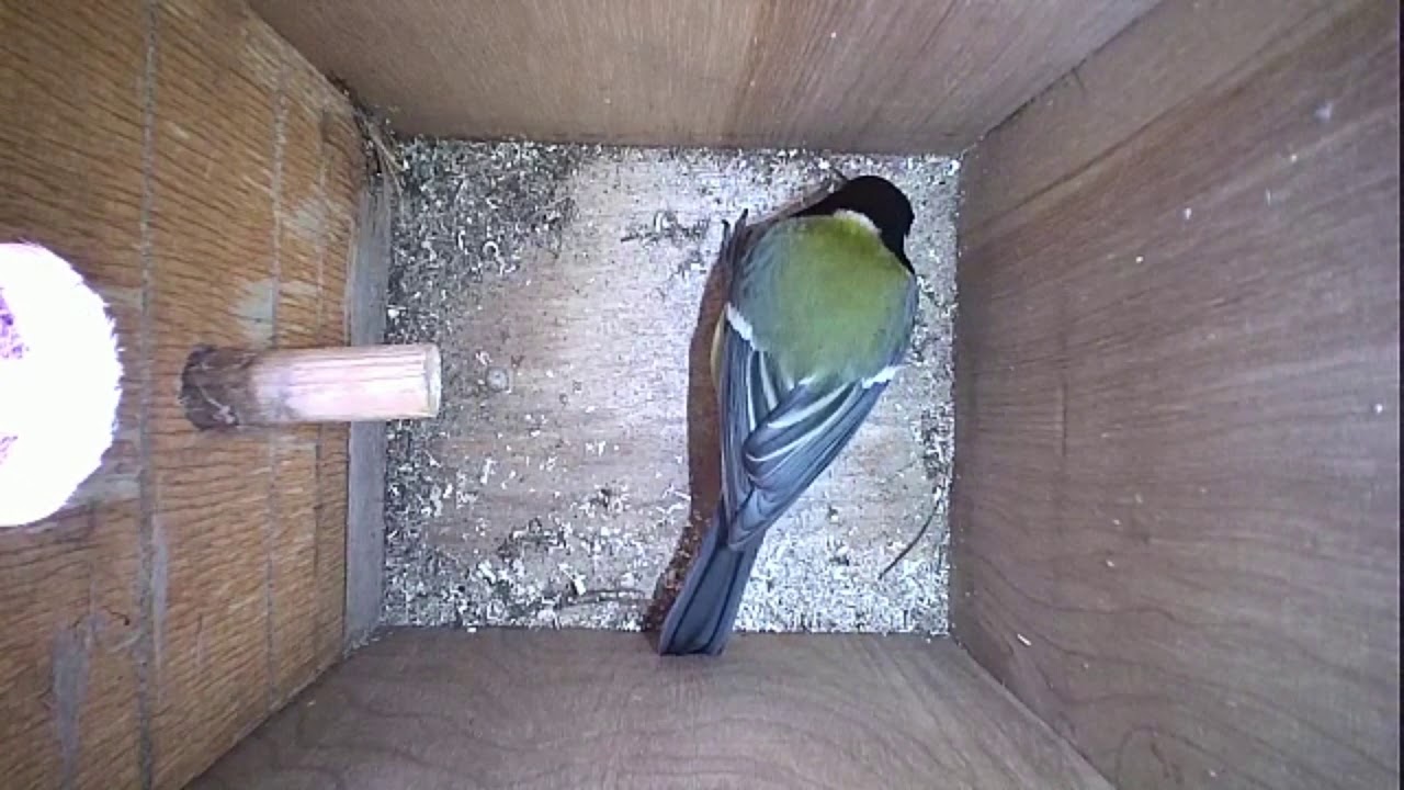 Read more about the article Nestbox-1 19.02.19 Highlights