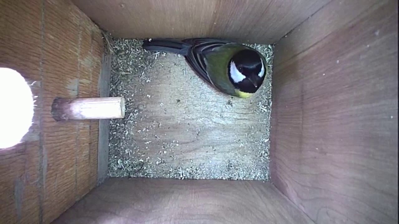Read more about the article Nestbox-1 02.03.19 Highlights