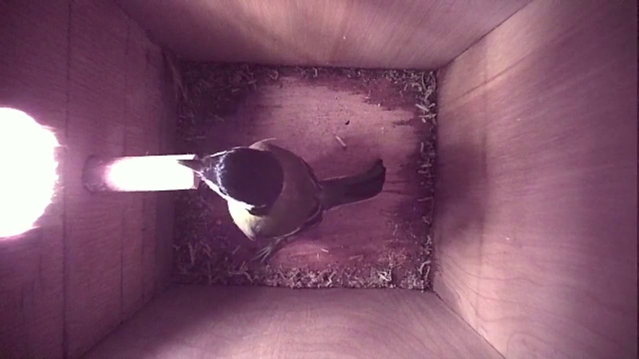 Read more about the article Nestbox-1 07-03-19 Highlights