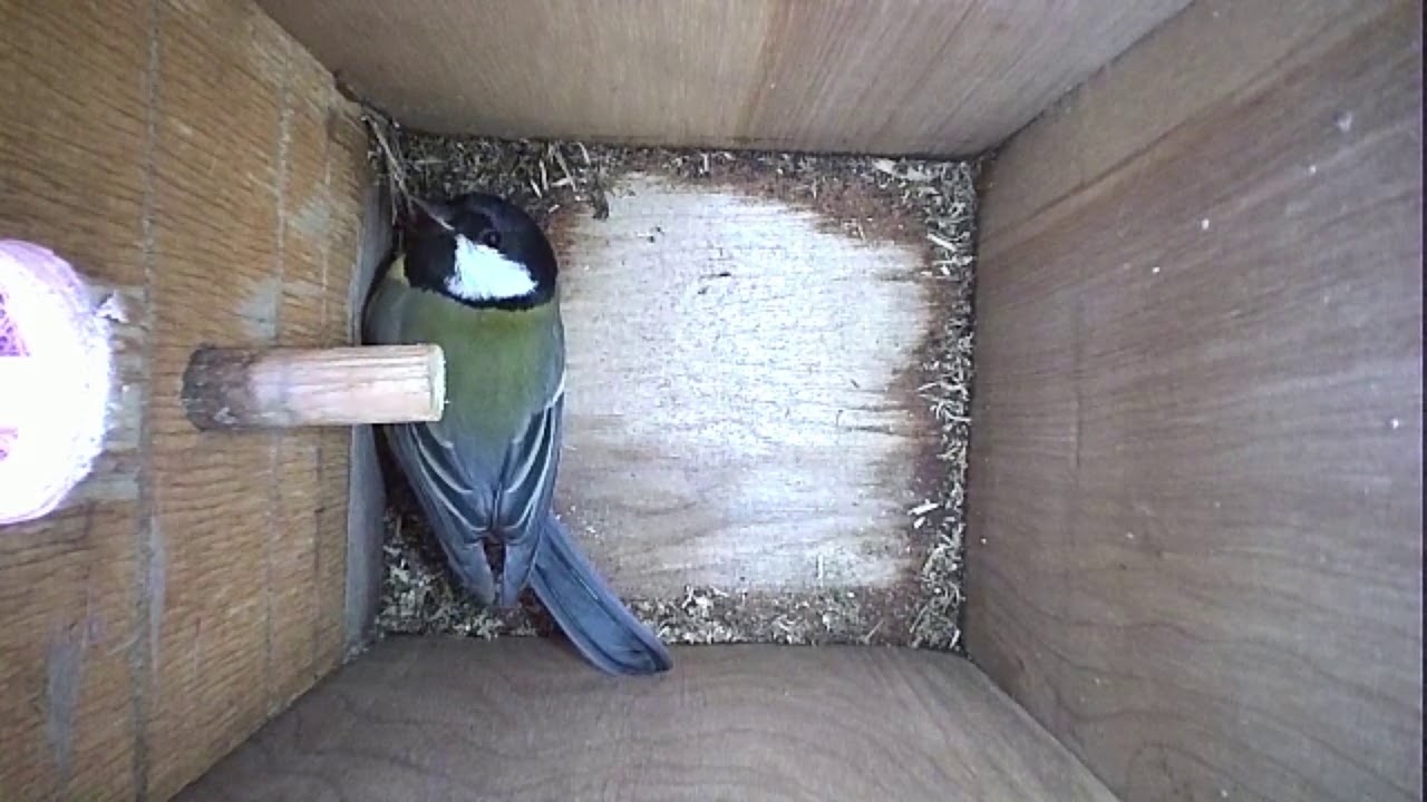 Read more about the article Nestbox-1 10.03.19 Highlights