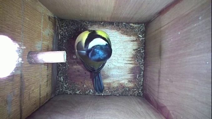 Nestbox-1 12.03.19 Highlights
