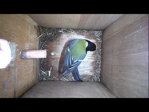 Read more about the article Nestbox-1 13-03-19 Highlights
