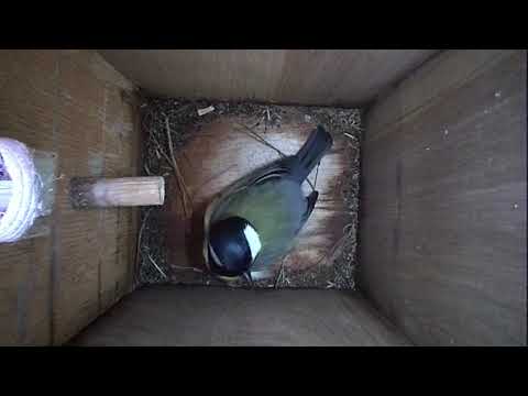 Read more about the article Nestbox-1 15.03.19 Highlights