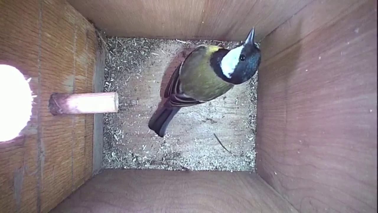 Read more about the article Nestbox-1 23.02.19 Highlights