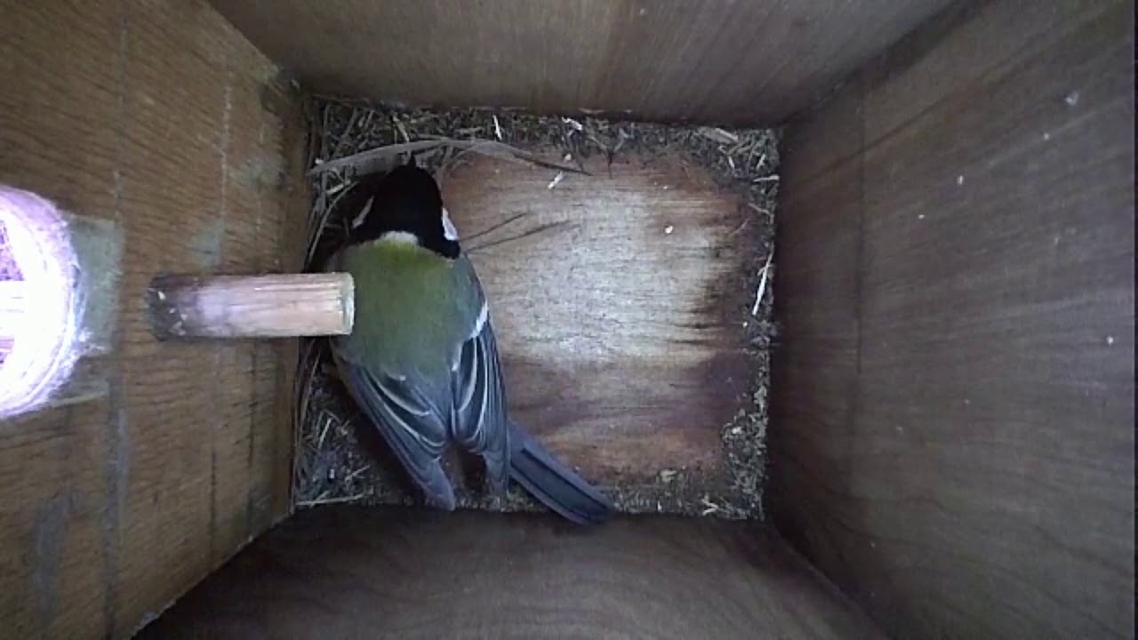 Read more about the article Nestbox-1 23.03.19 Highlights