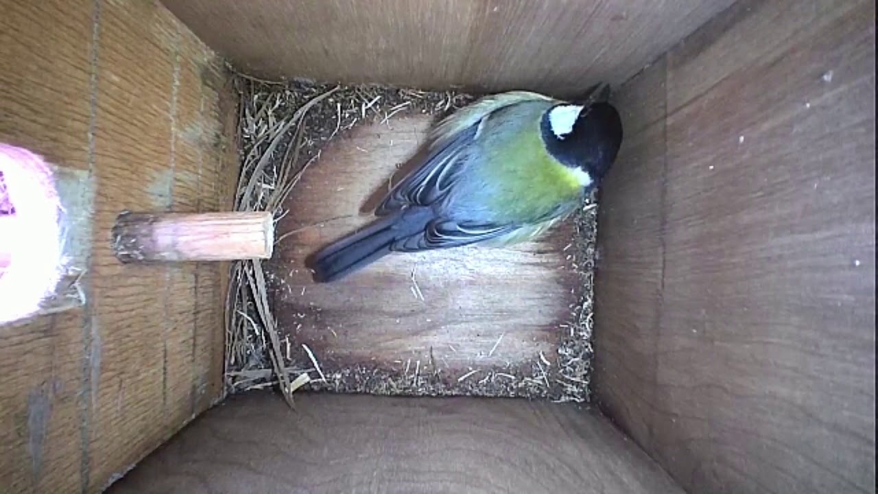 Read more about the article Nestbox-1 24.03.19 Highlights