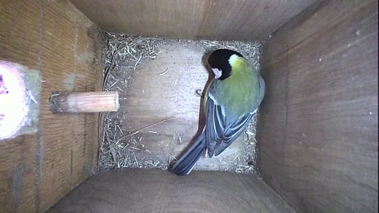 Read more about the article Nestbox-1 31.03.19 Highlights