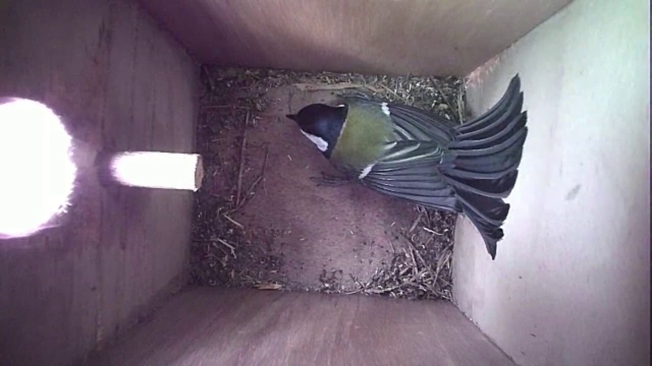 Read more about the article Nestbox-2 02.03.19 Highlights