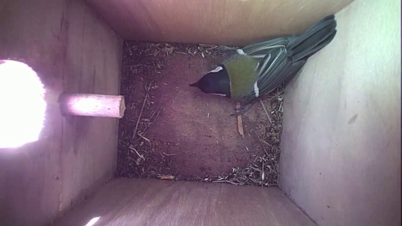 Read more about the article Nestbox-2 04.03.19 Highlights