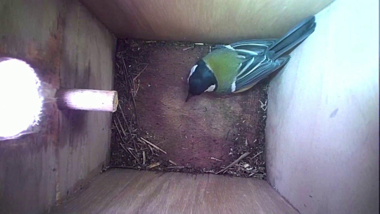 Read more about the article Nestbox-2 08-03-19 Highlights