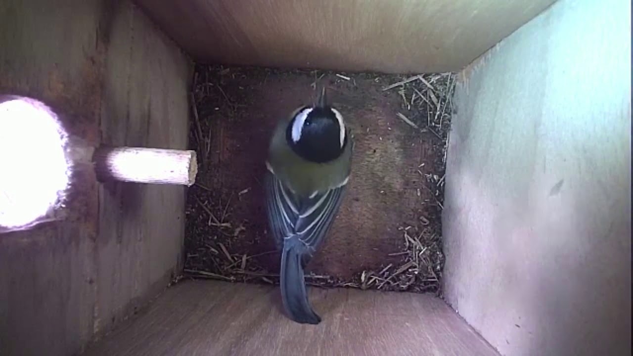 Read more about the article Nestbox-2 09.03.19 Highlights