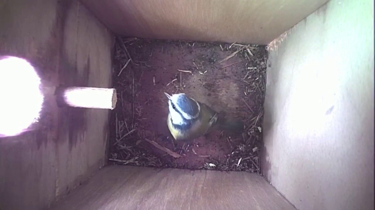 Read more about the article Nestbox-2 12.03.19 Highlights