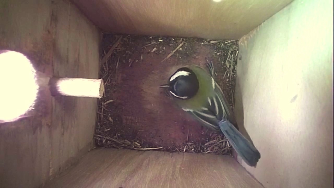 Read more about the article Nestbox-2 15.03.19 Highlights
