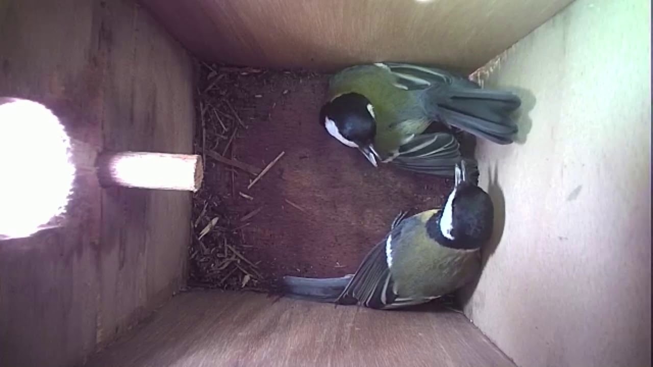 Read more about the article Nestbox-2 20.03.19 Highlights