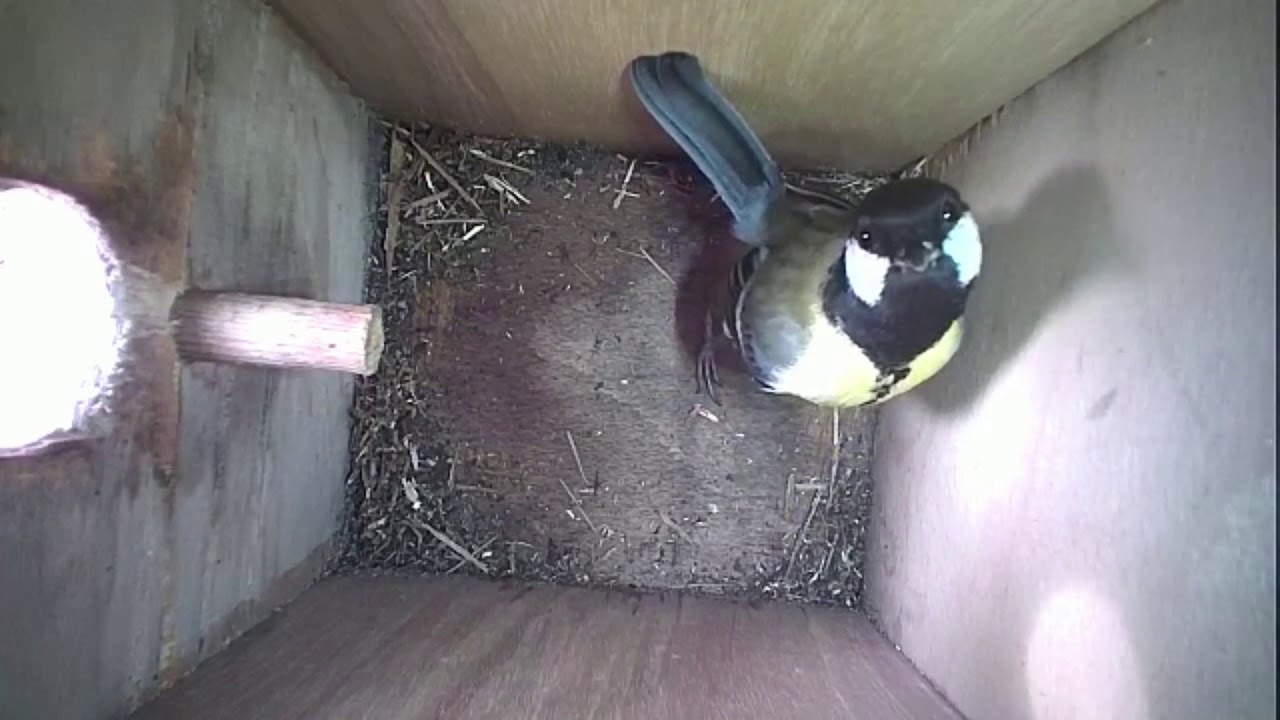 Read more about the article Nestbox-2 23.02.19 Highlights