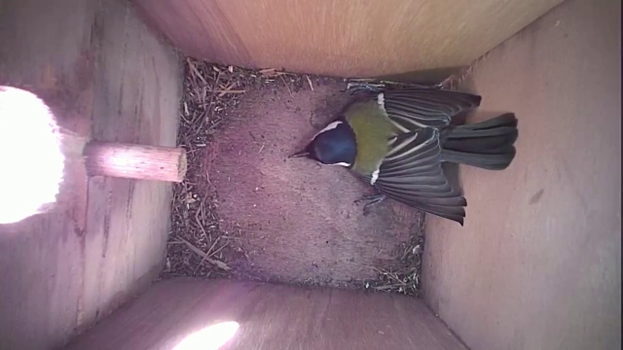 Read more about the article Nestbox-2 25.03.19 Highlights